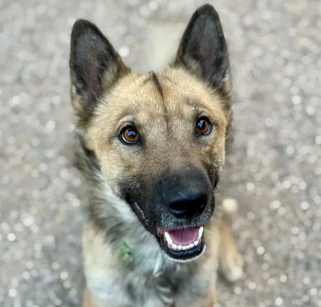 Zeke