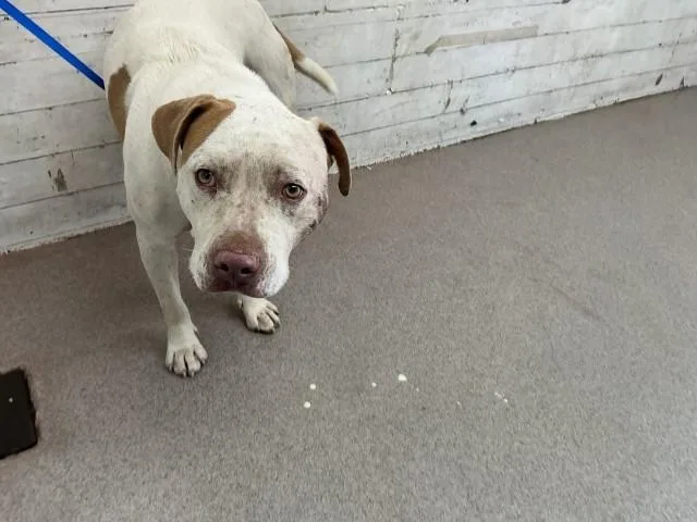 An adult medium-sized male Pit Bull Terrier dog named Luke Skywalker for adoption in San Bernardino, CA