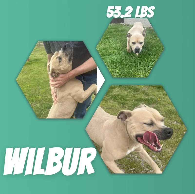 Wilbur