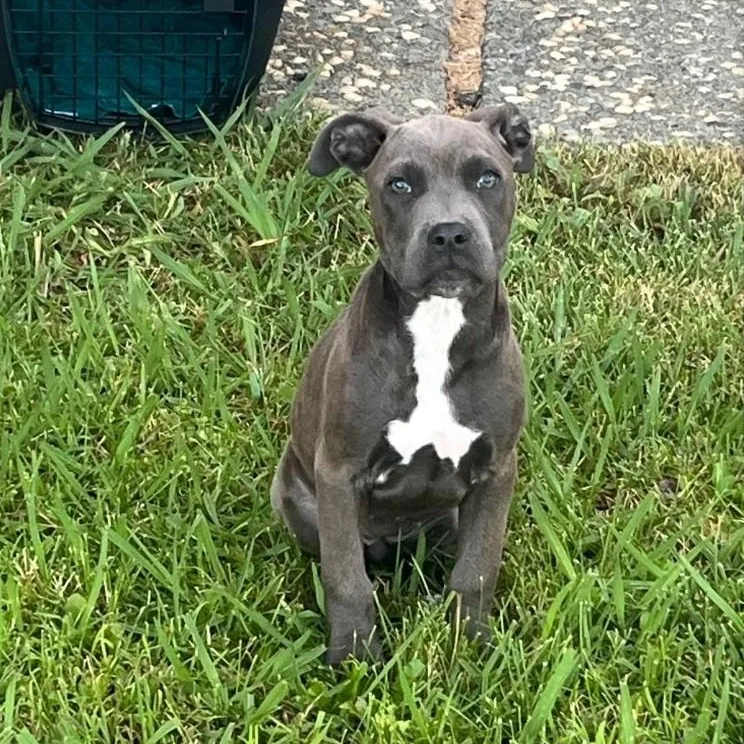 A baby medium-sized female Gray / Blue / Silver Pit Bull Terrier dog named Puppers for adoption in Brentwood, CA