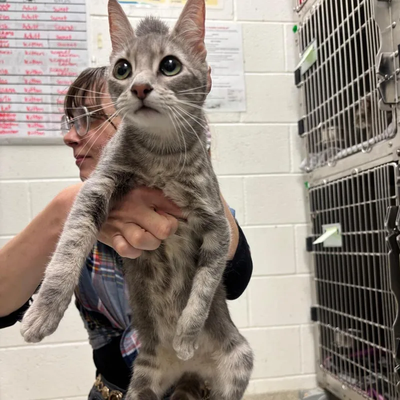 A young medium-sized female Gray / Blue / Silver Domestic Short Hair cat named My Shayla for adoption in Gloucester, VA
