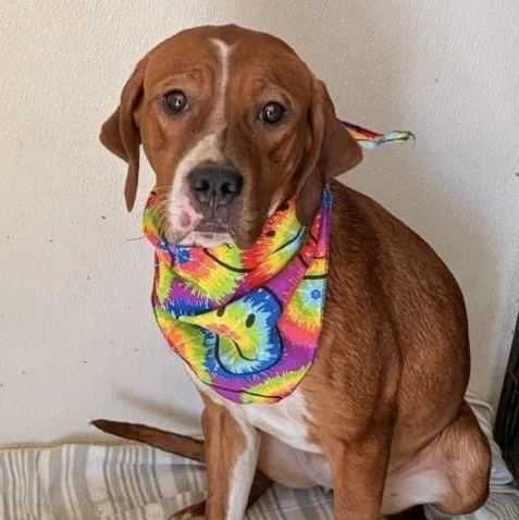 A young large-sized female Red / Chestnut / Orange Labrador Retriever dog named Keira for adoption in Traverse City, MI