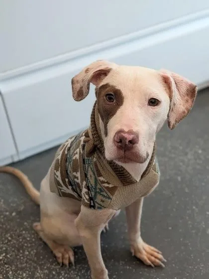 An adult medium-sized female Pit Bull Terrier dog named Moonpie for adoption in New Orleans, LA