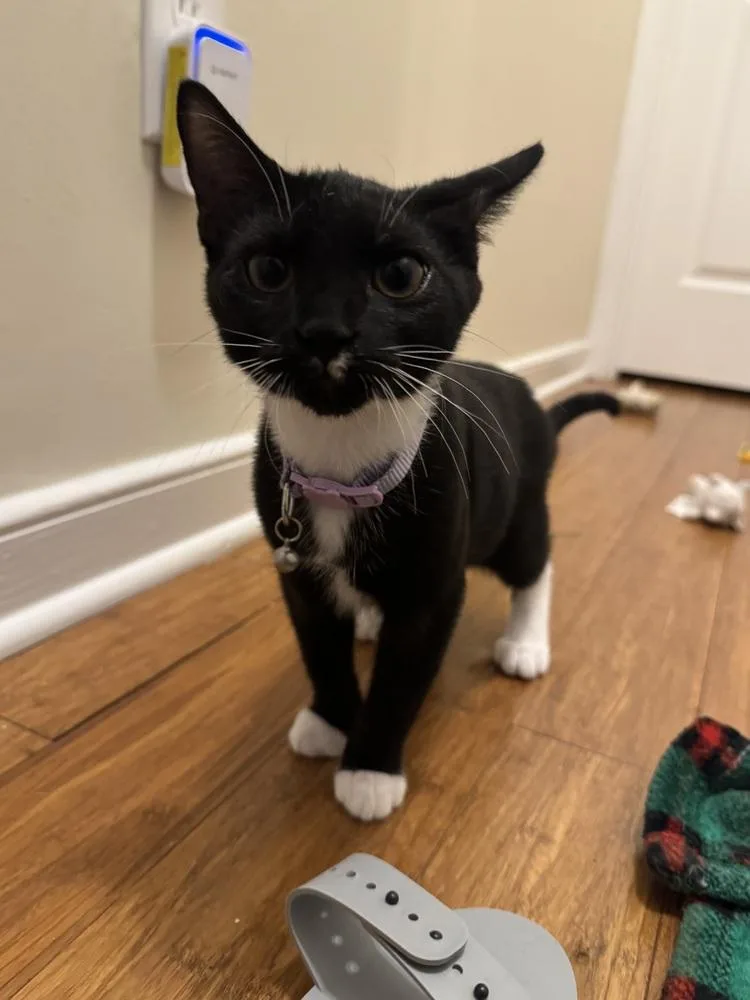 A baby small-sized female Black & White / Tuxedo Domestic Short Hair cat named Delta for adoption in Henrico, VA