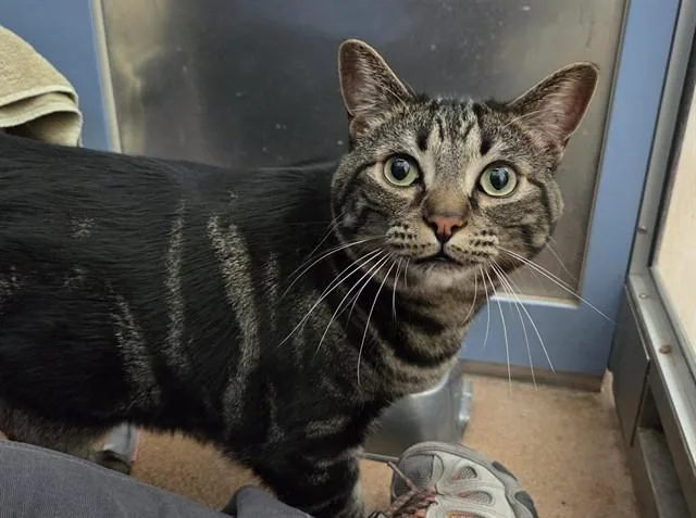 An adult large-sized male Domestic Short Hair cat named Louie for adoption in Martinez, CA