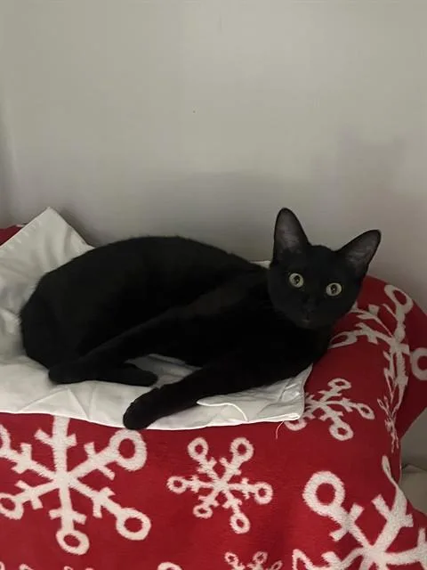 A young medium-sized female Domestic Short Hair cat named Biscuits for adoption in Boston, MA