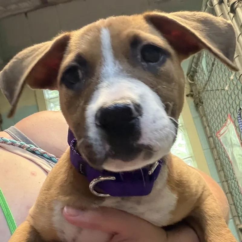 A baby small-sized female Yellow / Tan / Blond / Fawn Labrador Retriever dog named Adelita for adoption in Austin, TX