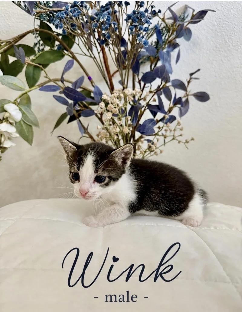 Wink