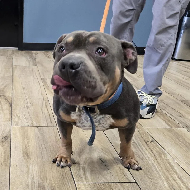 An adult large-sized male Gray / Blue / Silver Pit Bull Terrier dog named Bambino for adoption in Newark, NJ