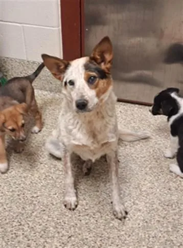 An adult medium-sized female Australian Cattle Dog / Blue Heeler dog named Miranda for adoption in Colorado Springs, CO