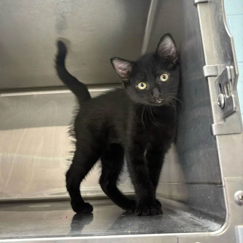 A baby small-sized male Black Domestic Short Hair cat named Mr. Miyagi for adoption in Carencro, LA