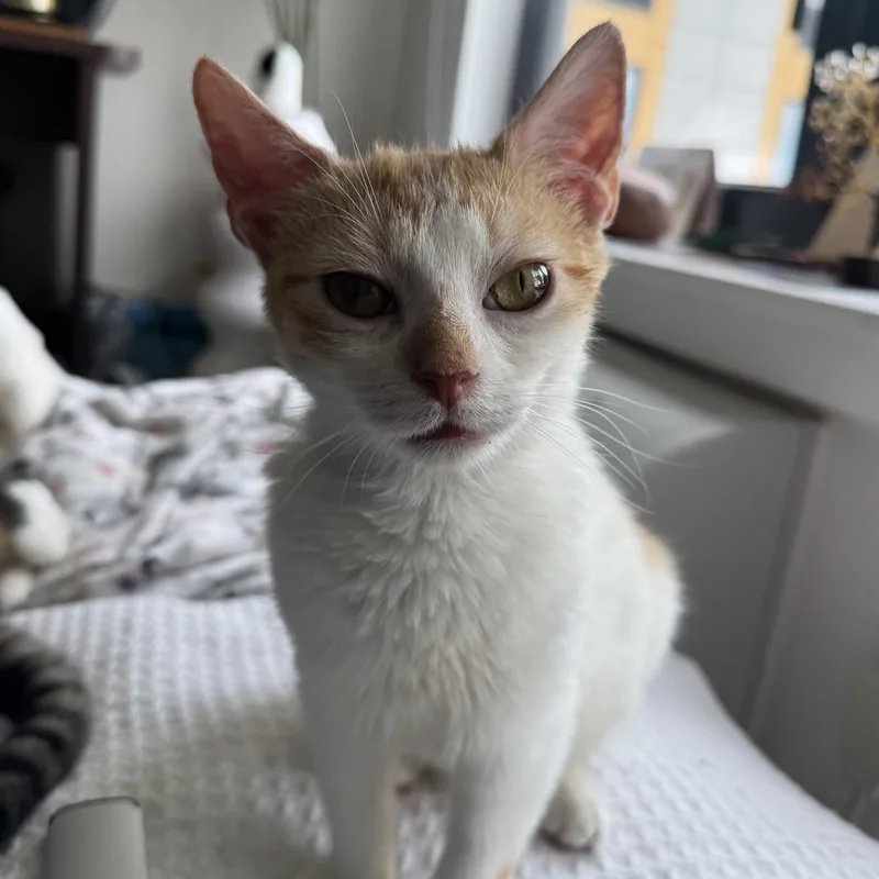 A baby small-sized male Orange & White Tabby cat named Pooka for adoption in Bayonne, NJ