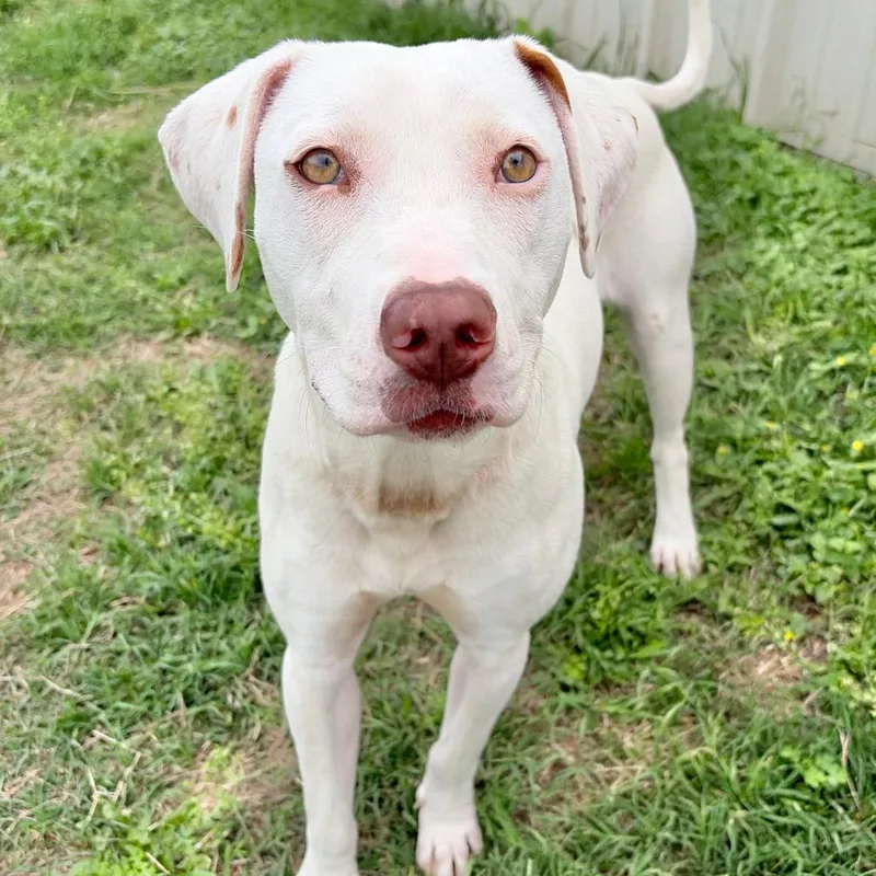 A young medium-sized female White / Cream American Staffordshire Terrier dog named Topanga Kcac . for adoption in Kerrville, TX