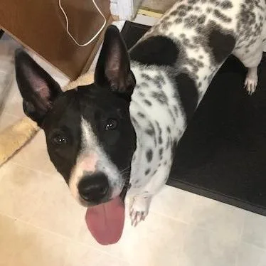 A senior large-sized female Mixed Breed dog named Carolina for adoption in Fairfax, VA