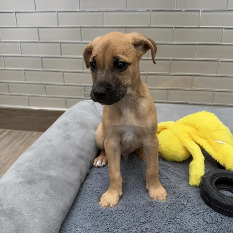 A baby small-sized male Yellow / Tan / Blond / Fawn Mixed Breed dog named Logan for adoption in Jupiter, FL