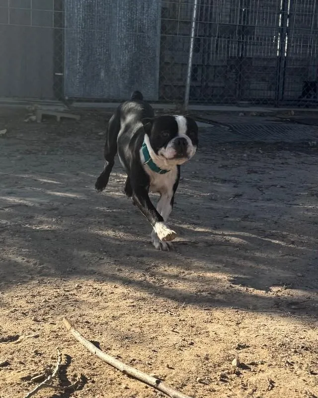 An adult small-sized male Boston Terrier dog named Ruger for adoption in Windsor, CO