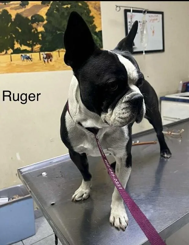 Ruger thumbnail 3