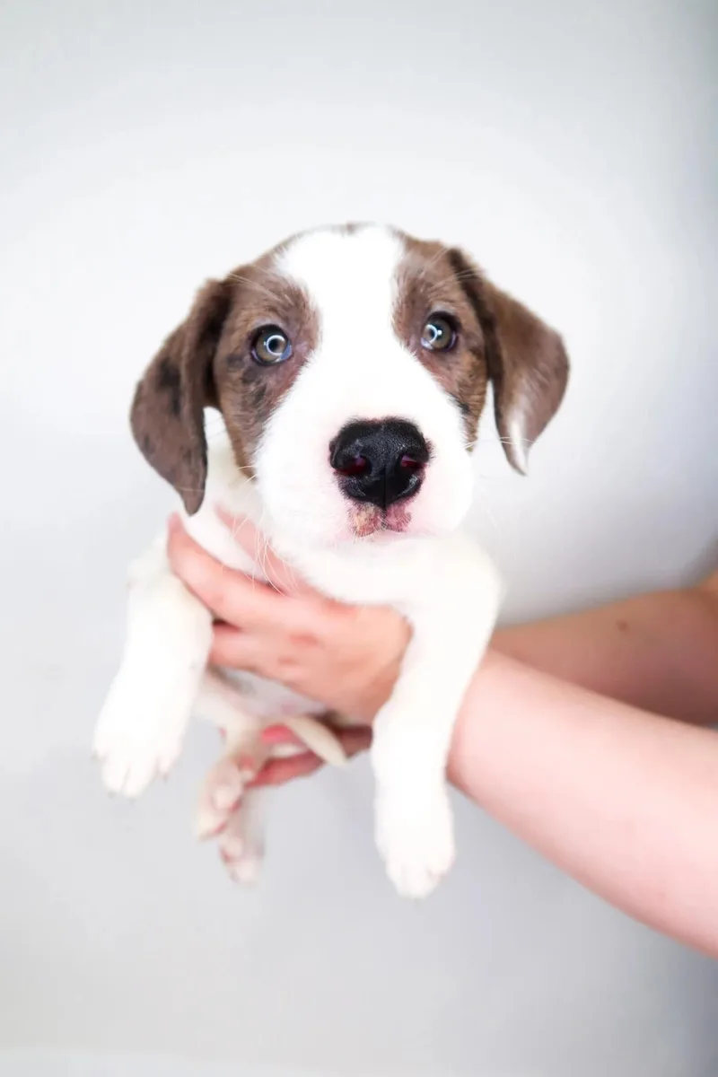 A baby medium-sized female White / Cream Shepherd dog named Grace Ivers for adoption in Bixby, OK