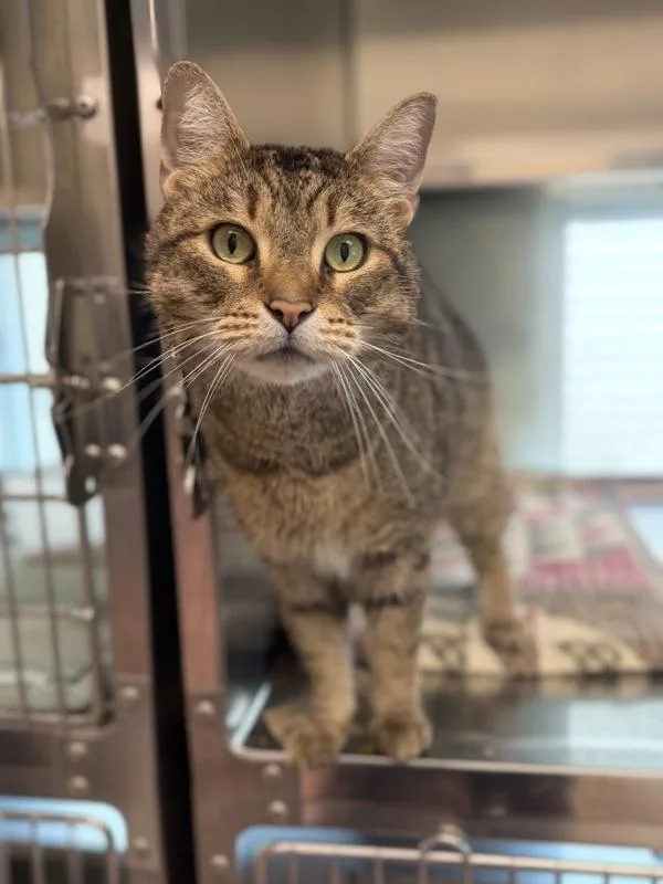 An adult medium-sized male Domestic Short Hair cat named Tinkles for adoption in Stratham, NH
