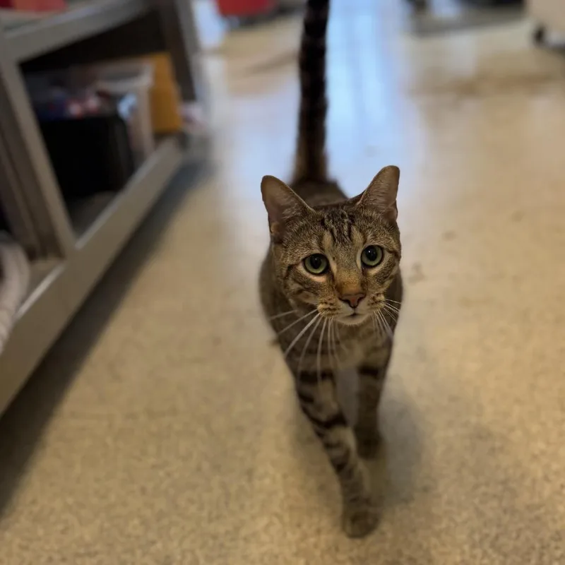 An adult large-sized male Brown / Chocolate Domestic Short Hair cat named Arlo for adoption in Chesapeake, VA