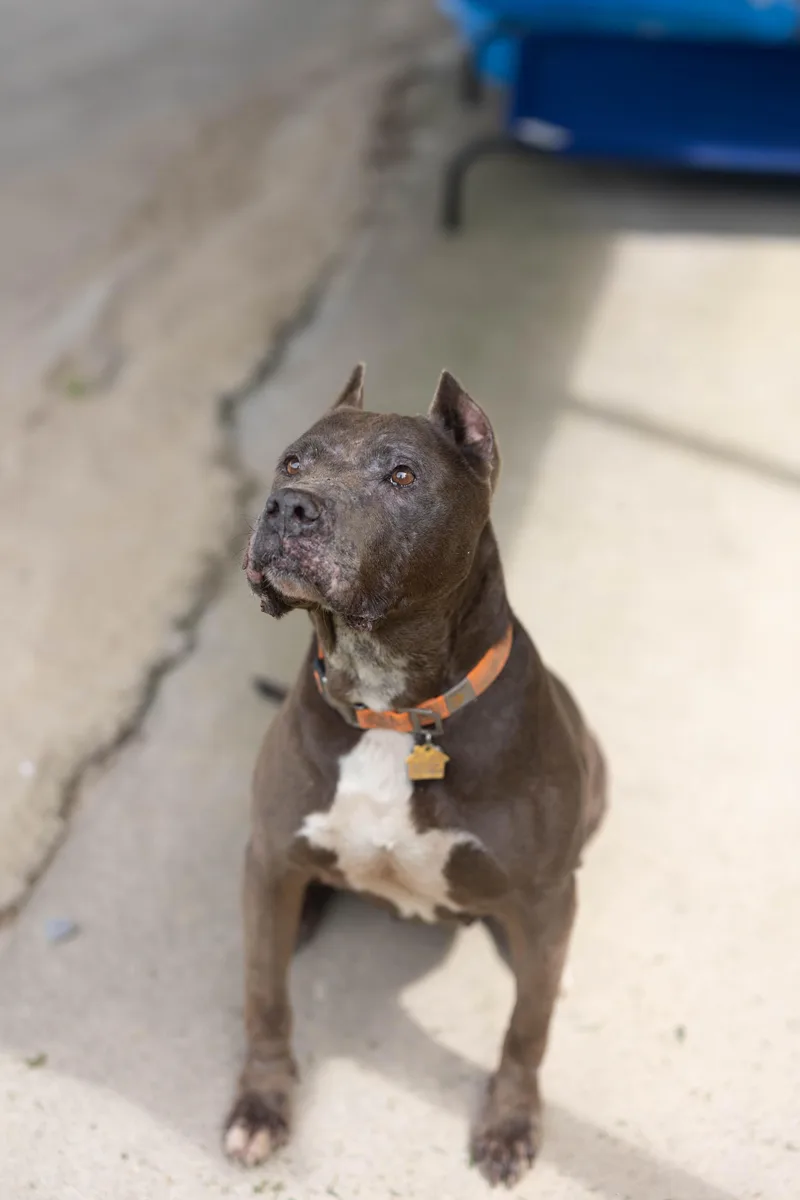 A senior medium-sized female Gray / Blue / Silver Pit Bull Terrier dog named Isabella for adoption in Talbott, TN