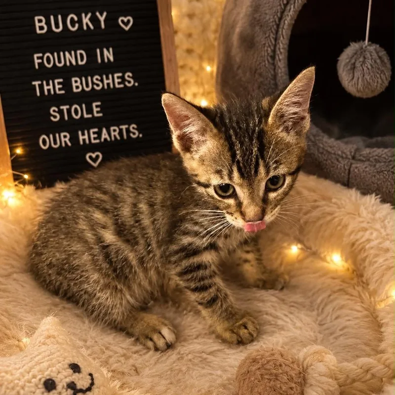 Bucky thumbnail 2
