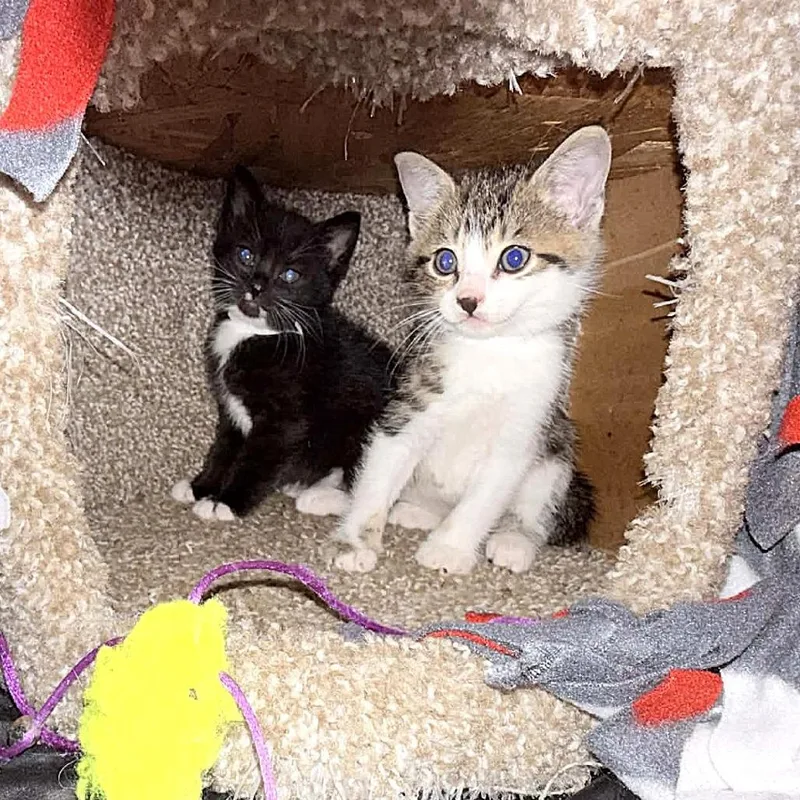 Janis Joplin thumbnail 2