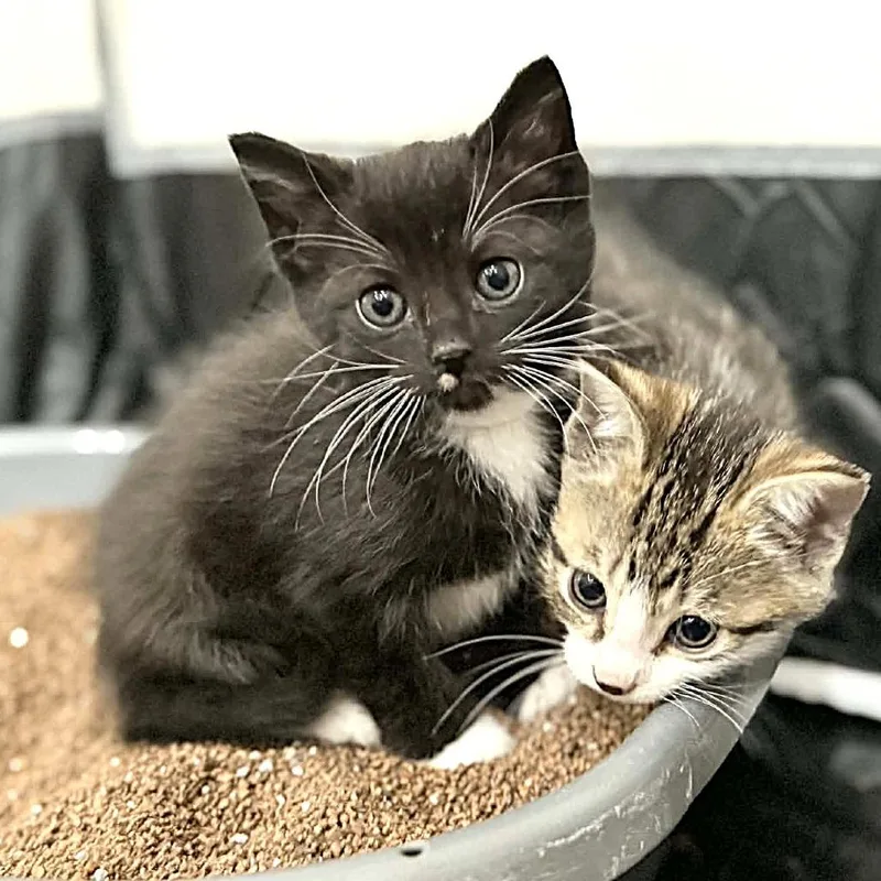 Janis Joplin thumbnail 3