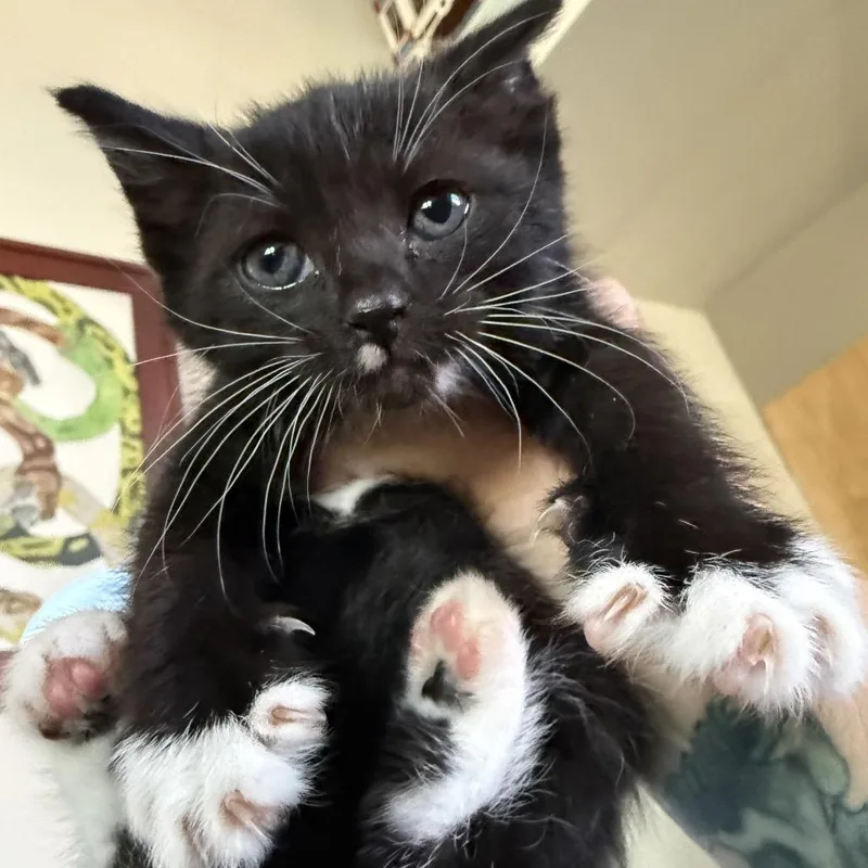 Janis Joplin thumbnail 4