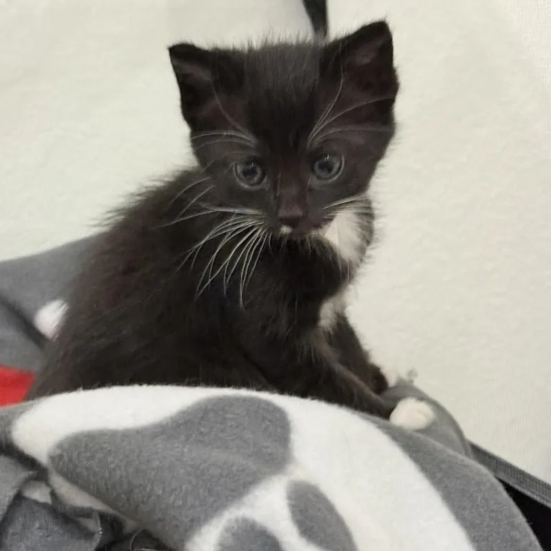 Janis Joplin thumbnail 5