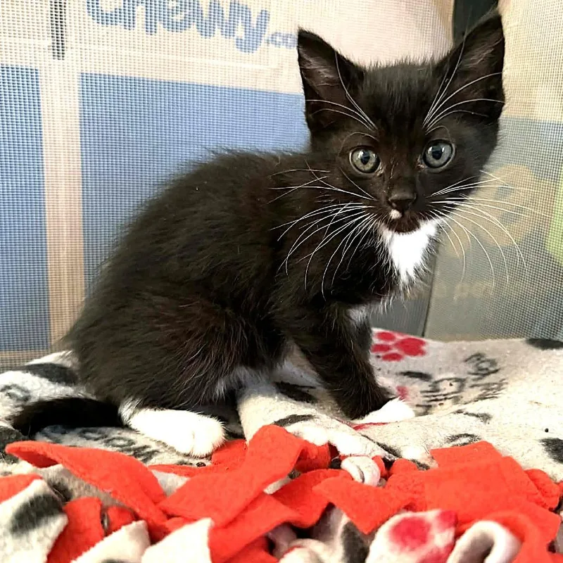 Janis Joplin thumbnail 6