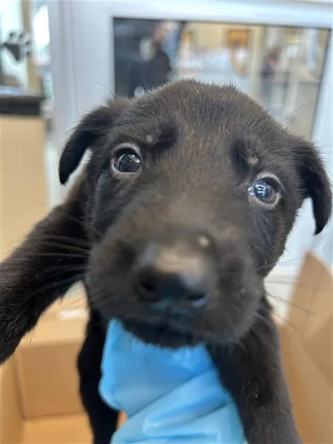 A baby small-sized male Labrador Retriever dog named Mojo Jojo for adoption in San Antonio, TX