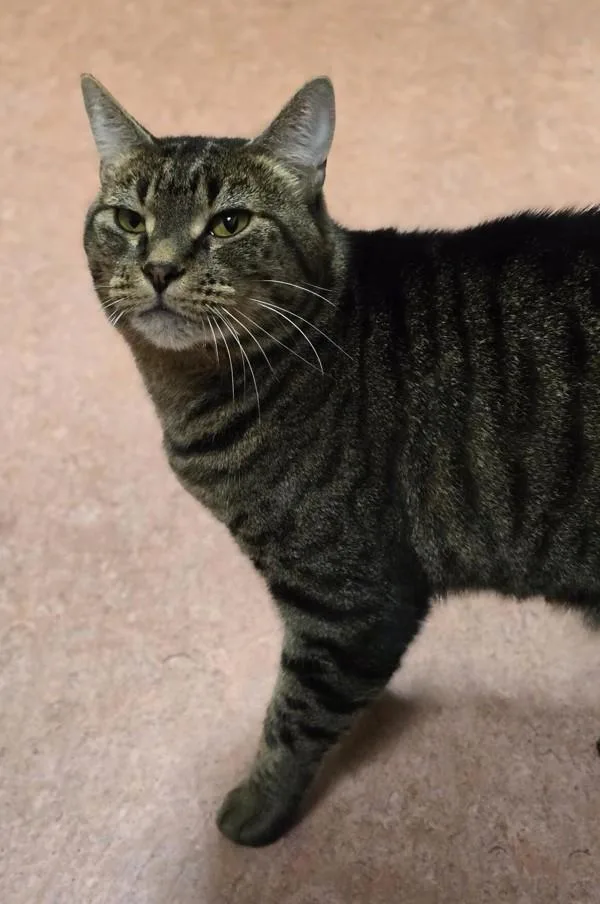 An adult medium-sized female Domestic Short Hair cat named Lizzy for adoption in Vancouver, WA