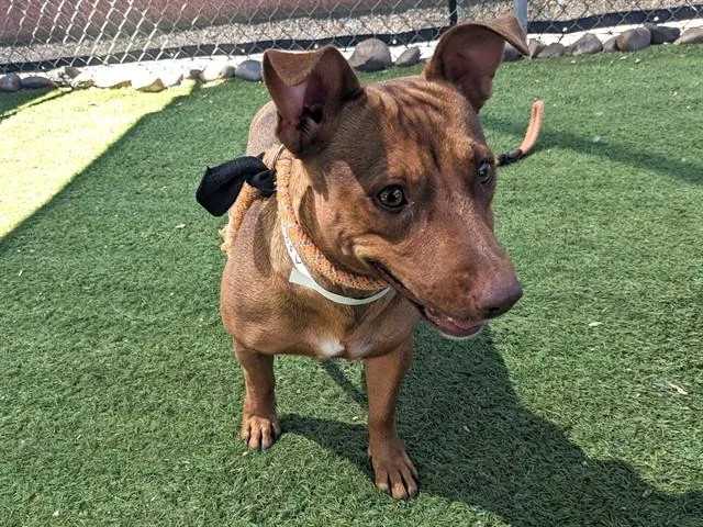 An adult small-sized female Chihuahua dog named Winnie for adoption in Phoenix, AZ