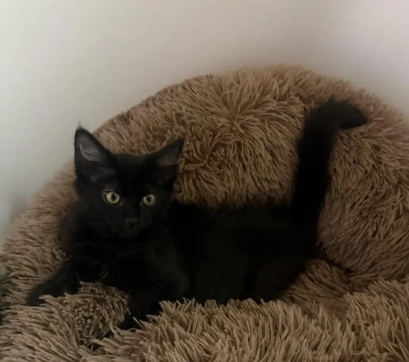 A baby medium-sized male Black Domestic Medium Hair cat named Binx Lara for adoption in Chandler, AZ