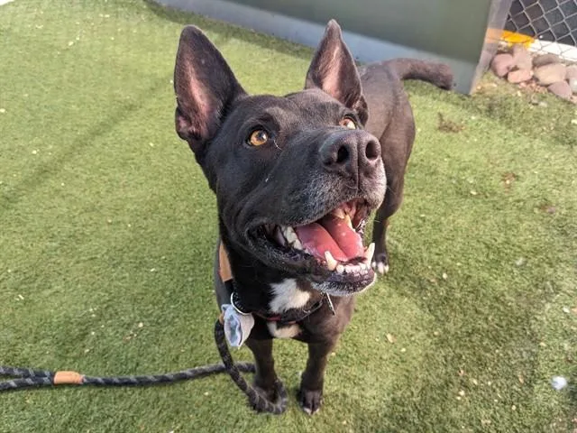 An adult large-sized male Pit Bull Terrier dog named Kyro for adoption in Mesa, AZ