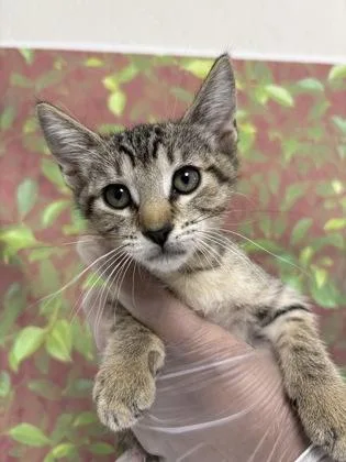 A young small-sized female Domestic Short Hair cat named Peppermint for adoption in San Antonio, TX