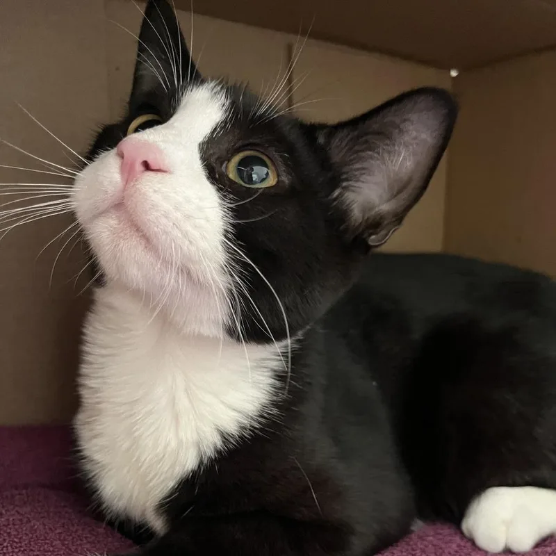 A baby small-sized male Domestic Short Hair cat named Lollipop for adoption in Newark, NJ