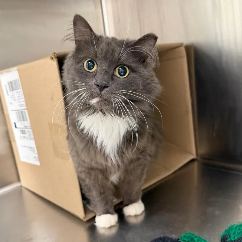 A senior medium-sized female Gray / Blue / Silver Domestic Long Hair cat named Midge for adoption in East Smithfield , PA