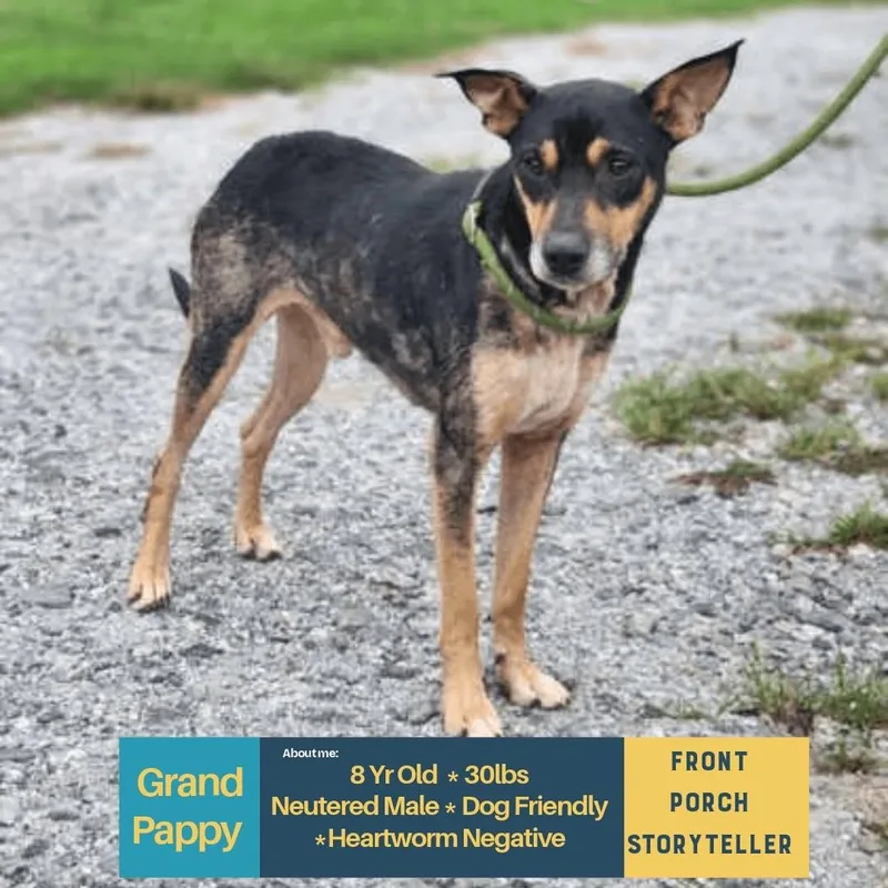 A senior small-sized male Mixed Breed dog named Grand Pappy for adoption in Stratham, NH