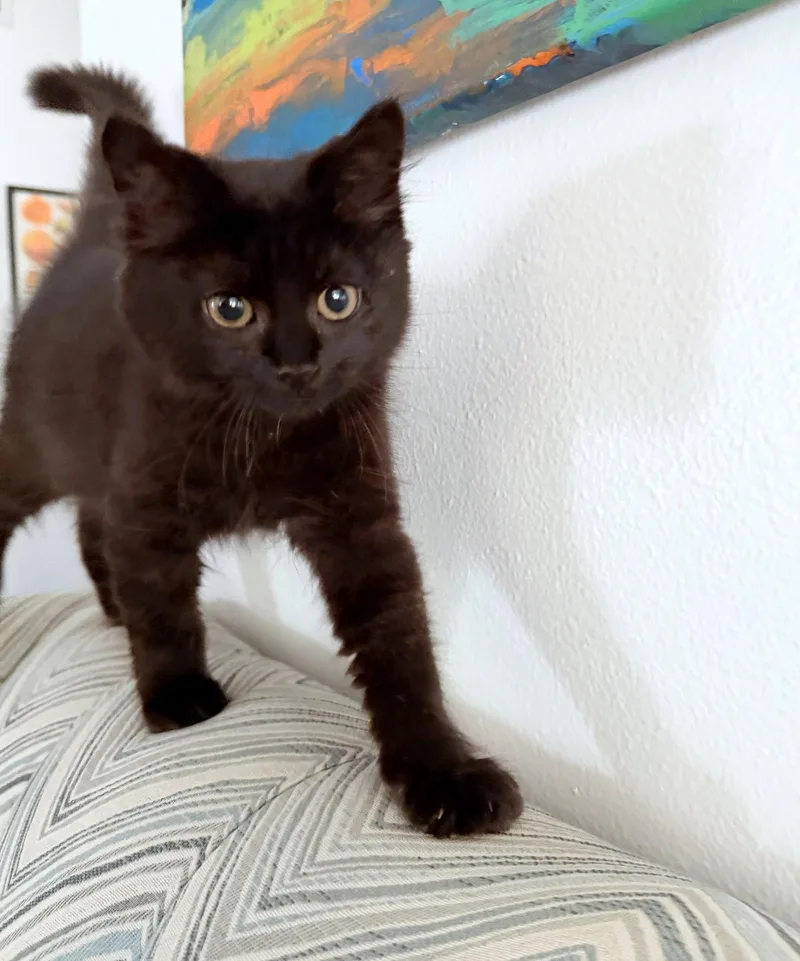 A young medium-sized female Black Domestic Medium Hair cat named ROUX Foodie Litter for adoption in Hillsboro, OR