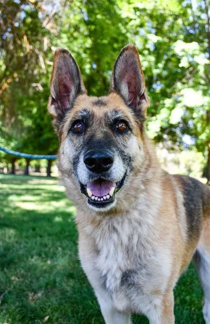 An adult large-sized female German Shepherd Dog dog named Chia Seeds for adoption in Yakima, WA