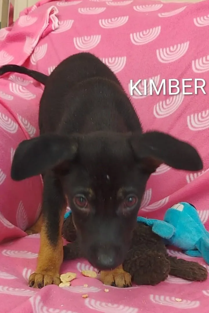A baby medium-sized female Black German Shepherd Dog dog named Kimber for adoption in Saint Jo, TX