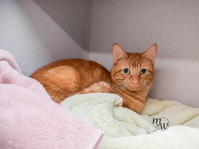 An adult medium-sized female Domestic Short Hair cat named Fia for adoption in Omaha, NE