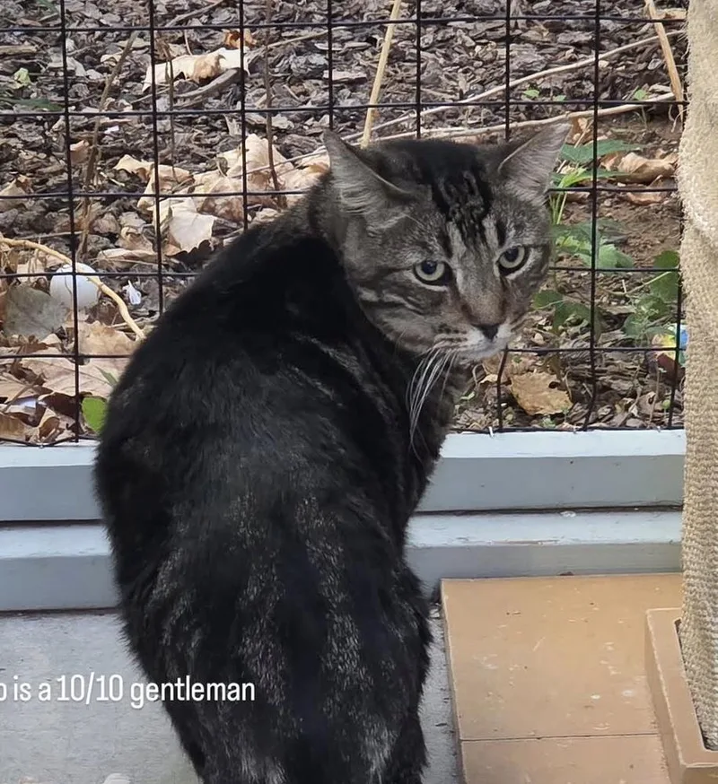An adult medium-sized male Brown / Chocolate Domestic Short Hair cat named Mr. Pibbs for adoption in Albuquerque, NM