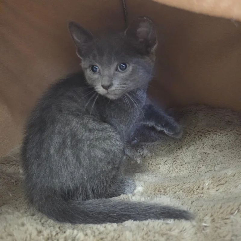A baby small-sized female Gray / Blue / Silver Domestic Short Hair cat named Tegu for adoption in Spokane, WA