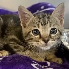A baby small-sized female Black Domestic Short Hair cat named Misty for adoption in Fernandina Beach, FL