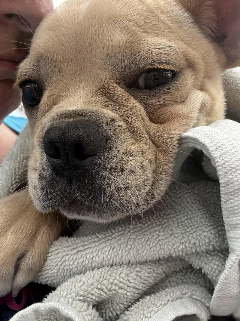 Gemma