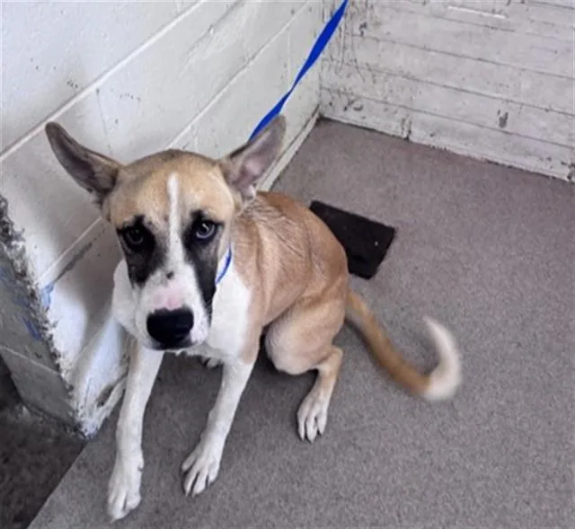 A young medium-sized female German Shepherd Dog dog named Zoe for adoption in San Bernardino, CA