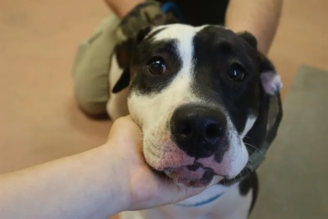 An adult medium-sized female Mixed Breed dog named Cecile for adoption in Columbia, SC